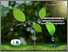 [thumbnail of AGROECOLOGICAL PRINCIPLES AND OPPORTUNITIES FOR PLANT PROTECTION FROM DISEASES.pdf]